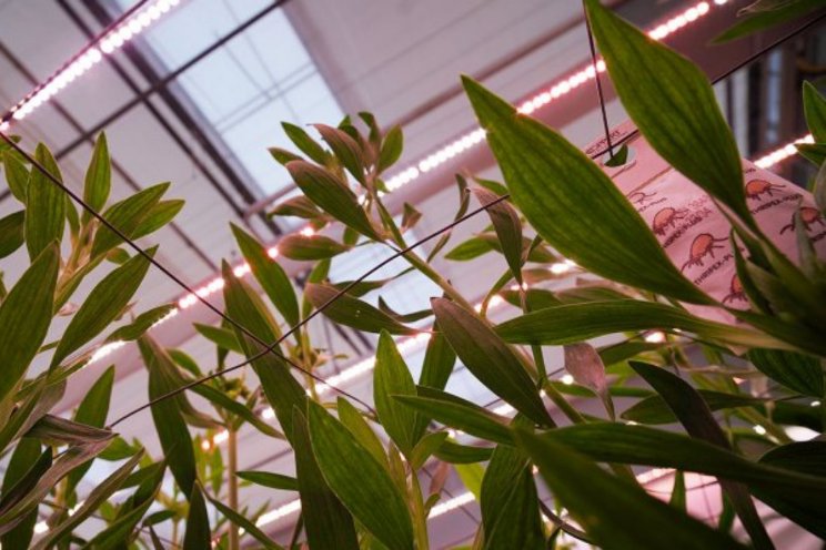 Alstroemeria zonder chemie Alstroemeria zonder chemie