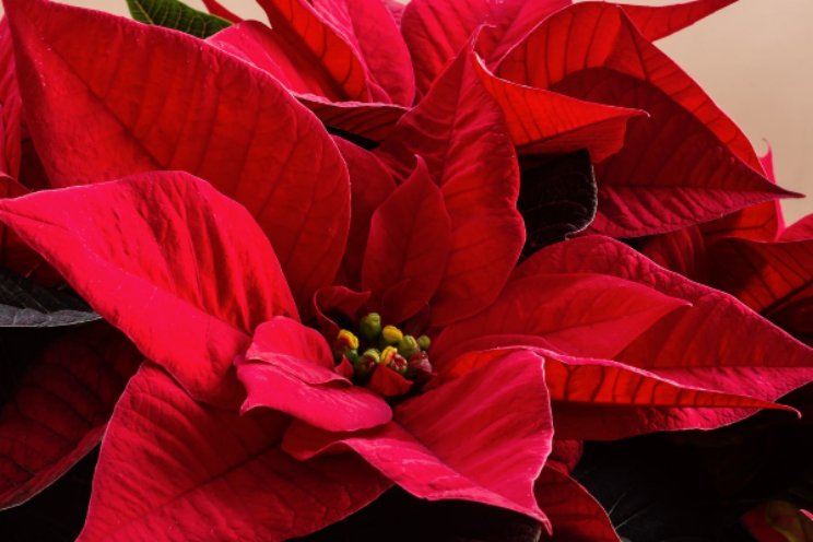 Vergelijking en benchmark poinsettia beschikbaar Vergelijking en benchmark poinsettia beschikbaar