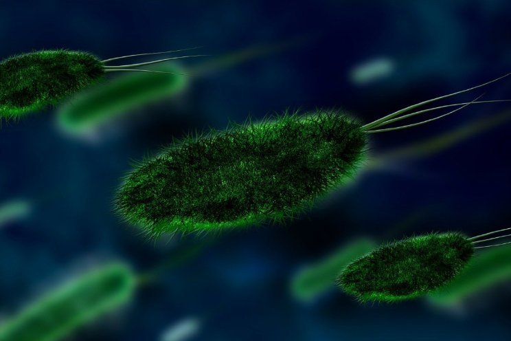 Interactie tussen microben en zaden onderzocht Interactie tussen microben en zaden onderzocht