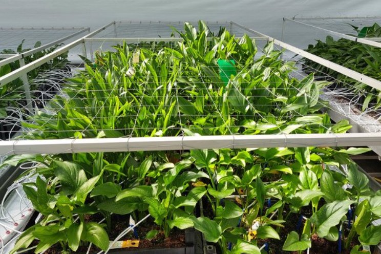 Teelt Zantedeschia kan aanzienlijk ingekort Teelt Zantedeschia kan aanzienlijk ingekort