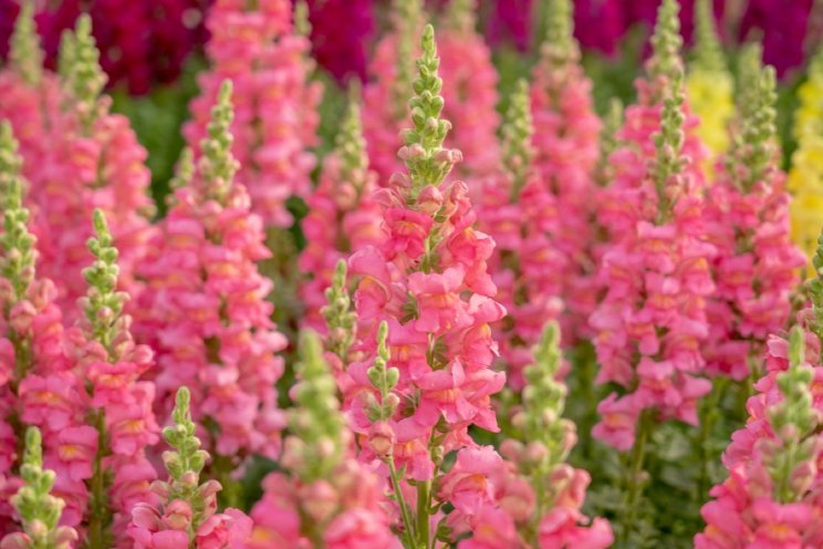 Evanthia stroomlijnt Antirrhinum-assortiment Evanthia stroomlijnt Antirrhinum-assortiment