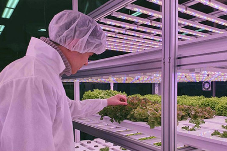 Nieuwe website voor Fieldlab Vertical Farming Nieuwe website voor Fieldlab Vertical Farming