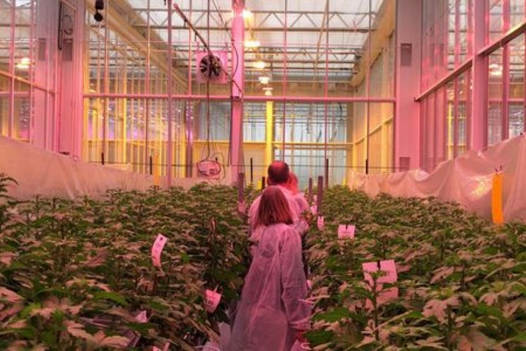 Helpen biostimulanten bij kouder telen in de kas? Helpen biostimulanten bij kouder telen in de kas?