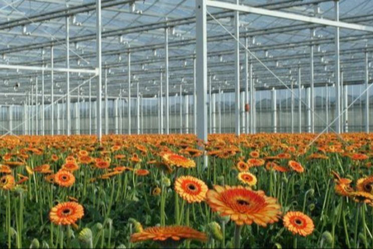 Lichtbenuttingsefficiëntie onder LED bij gerbera Lichtbenuttingsefficiëntie onder LED bij gerbera