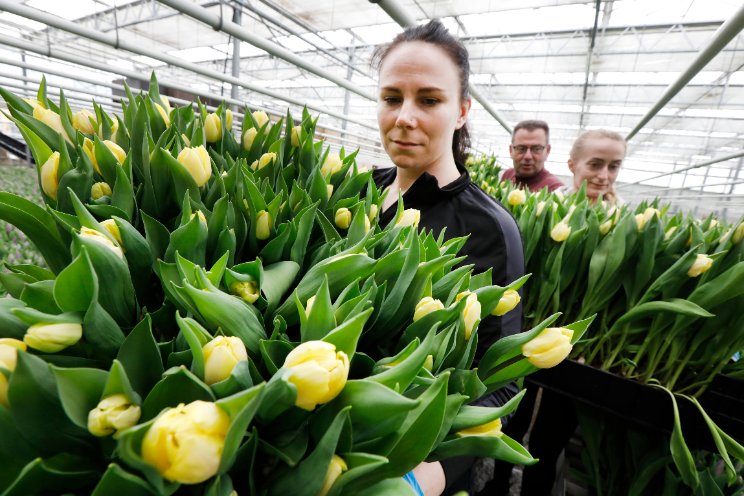 Pluktuin razend populair Pluktuin razend populair
