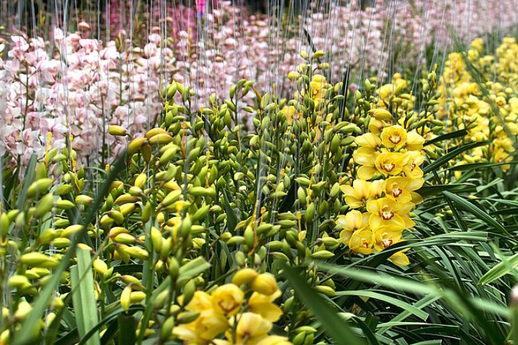 Snij-cymbidium en energie Snij-cymbidium en energie