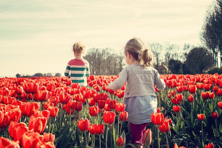 Oppervlakte bloembollen ruim een vijfde groter Oppervlakte bloembollen ruim een vijfde groter