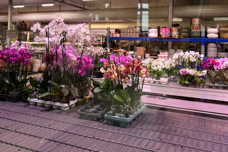 Geautomatiseerd stokken van orchideeën Geautomatiseerd stokken van orchideeën