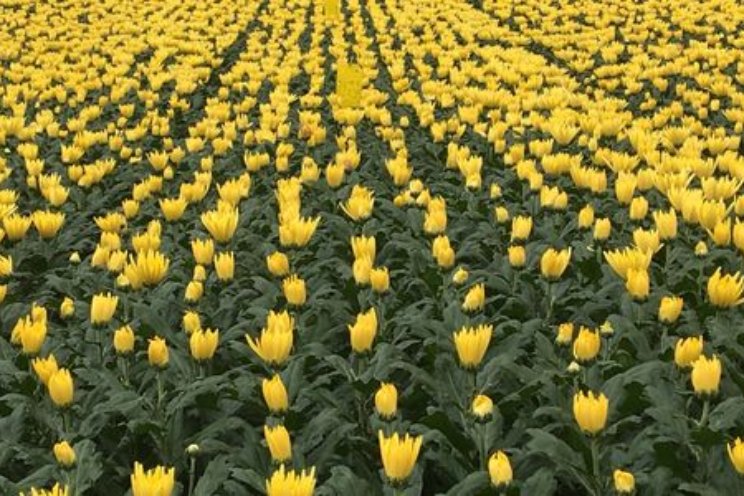 Chrysanten energiezuinig en emissiearm telen
Chrysanten energiezuinig en emissiearm telen
