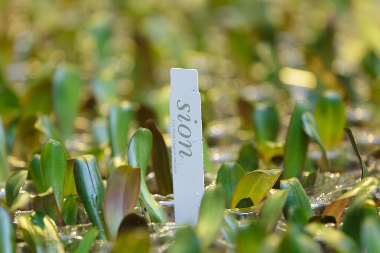 Sion gaat phalaenopsis opkweken voor Jova Plant