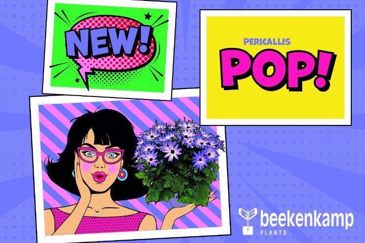 'Baanbrekende revolutie' met Pericallis POP 'Baanbrekende revolutie' met Pericallis POP