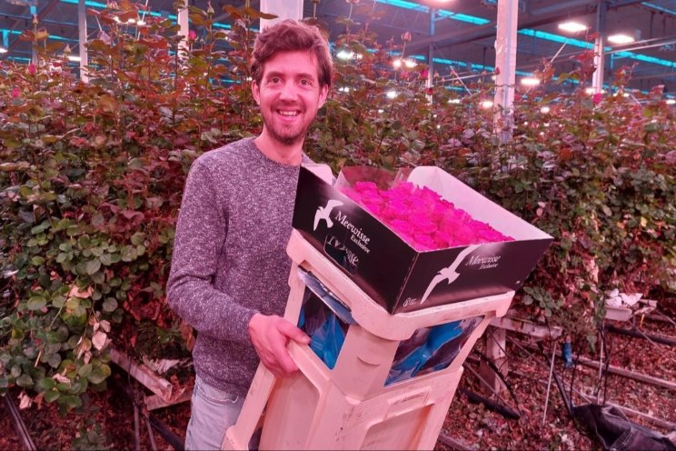 Minder karton Meewisse Roses door topkragen Minder karton Meewisse Roses door topkragen