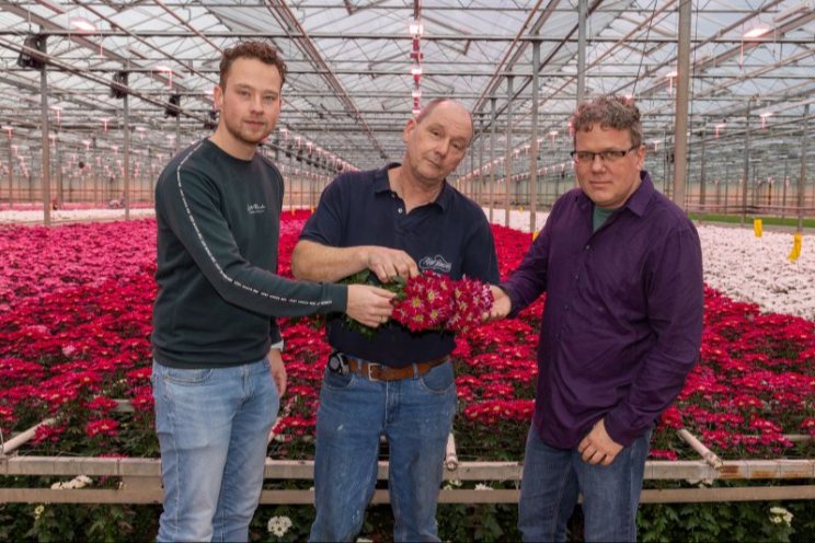 Groei remmen in chrysant zonder gebruik chemie
