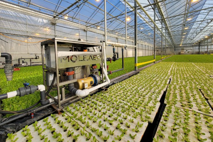 Maximaliseer opbrengst gewas met nanobubbles