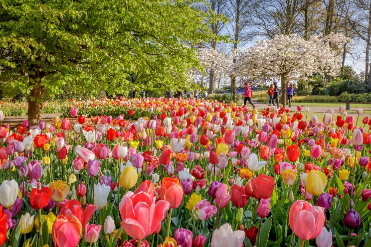 Keukenhof zoekt voorwerpen voor jubileum-show Keukenhof zoekt voorwerpen voor jubileum-show