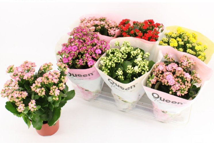 Samenwerking Pligt met Queen Genetics Samenwerking Pligt met Queen Genetics