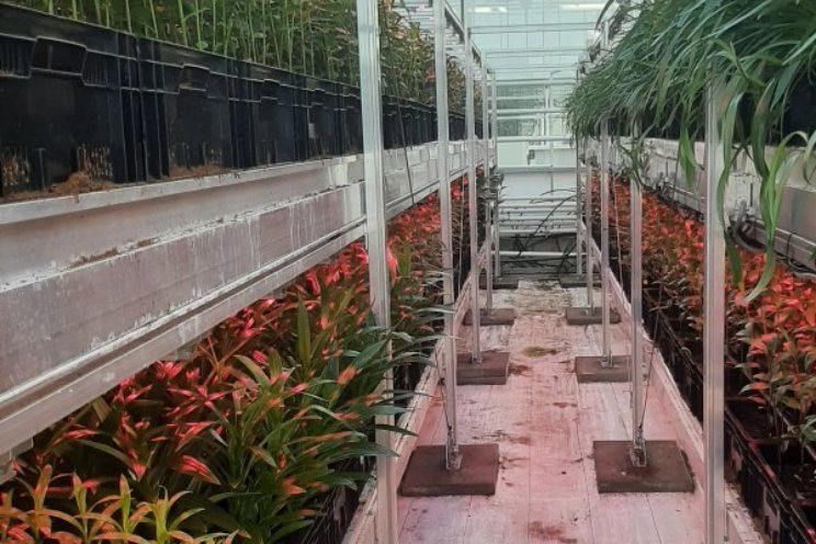 Wageningen U&R bootst herfst na in leliekas Wageningen U&R bootst herfst na in leliekas