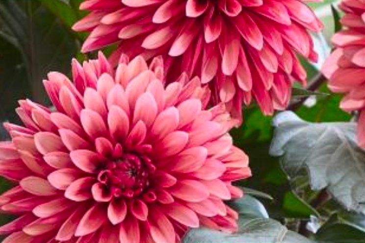 Beekenkamp Plants met noviteit op IPM Essen Beekenkamp Plants met noviteit op IPM Essen
