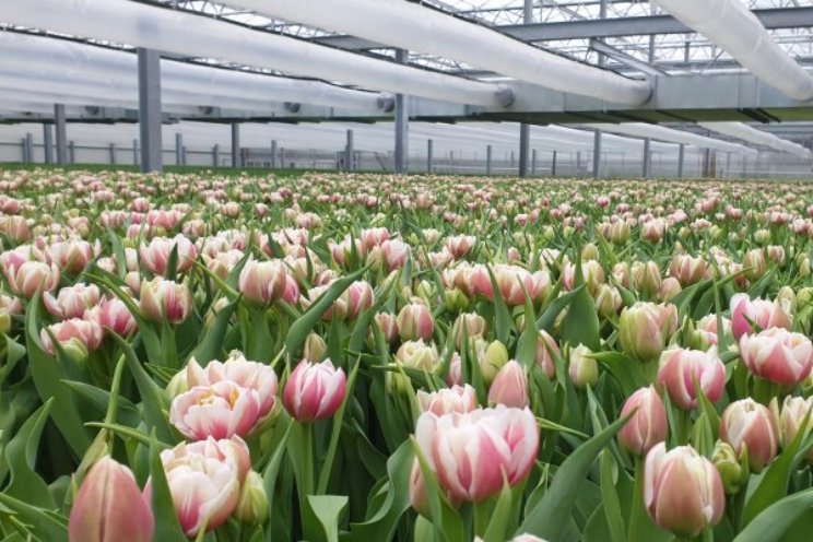 Warmtepompen helpen tulpenbroeiers besparen