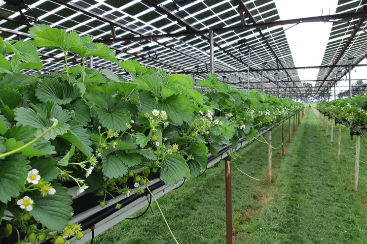 Voedsel en stroom produceren op zelfde vierkante meter Voedsel en stroom produceren op zelfde vierkante meter