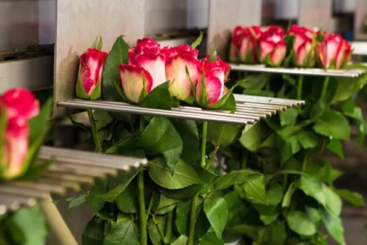 Valstar en Van Eijk starten bij RFH Naaldwijk Valstar en Van Eijk starten bij RFH Naaldwijk