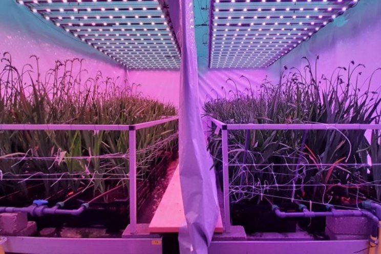 Wat is de beste LED-strategie voor freesia’s? Wat is de beste LED-strategie voor freesia’s?