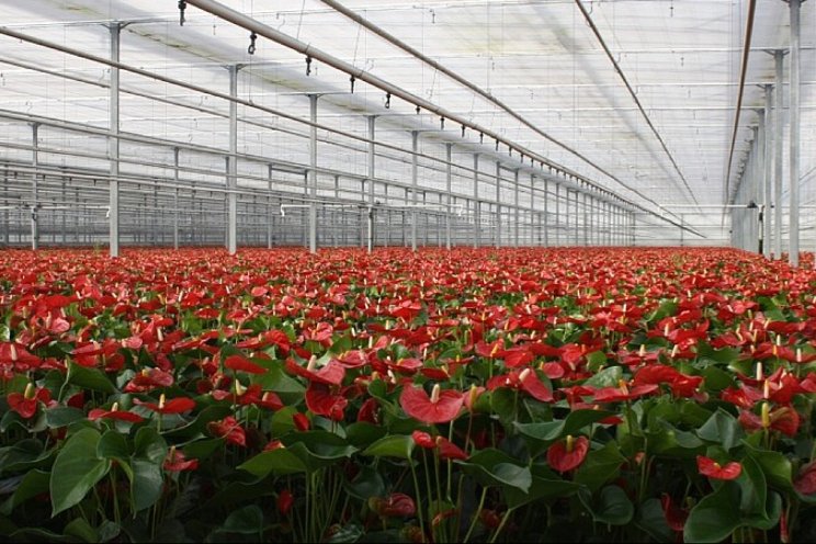 Veel interesse ervaringen project fossielvrije teelt Veel interesse ervaringen project fossielvrije teelt