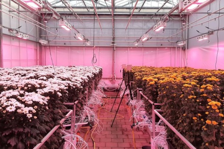 Chrysantenteelt aansturen op basis van sensoren Chrysantenteelt aansturen op basis van sensoren