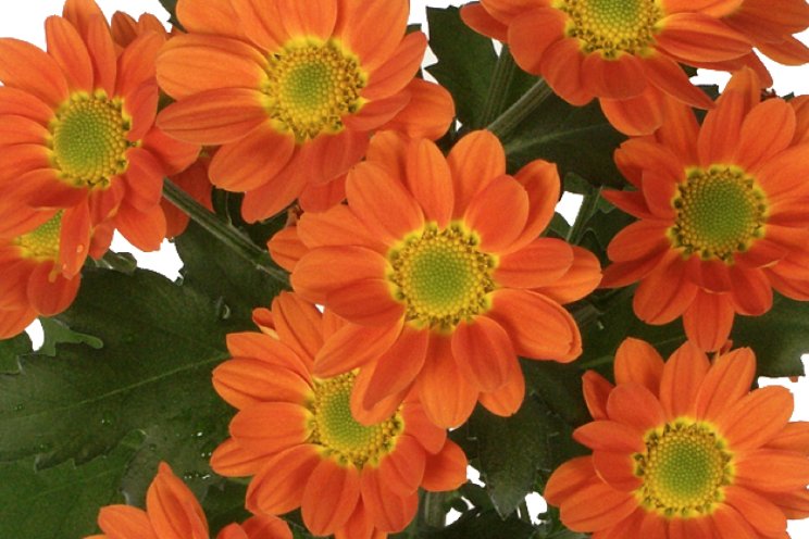 Chrysant Space Age is terug van weggeweest Chrysant Space Age is terug van weggeweest