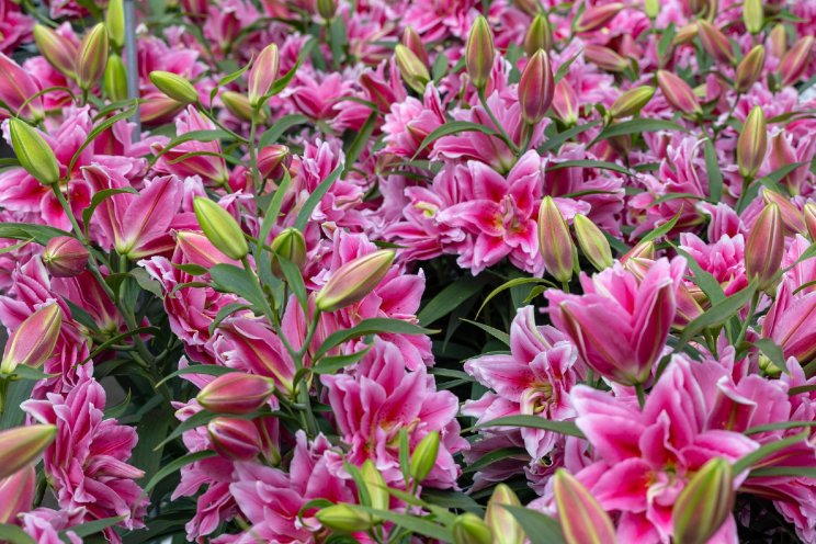 Dutch Lily Days 2025: innovaties en uitdagingen Dutch Lily Days 2025: innovaties en uitdagingen