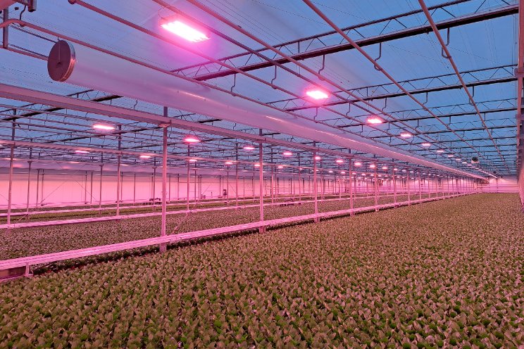 Eerste planten verlaten nieuwe locatie KP Holland Eerste planten verlaten nieuwe locatie KP Holland