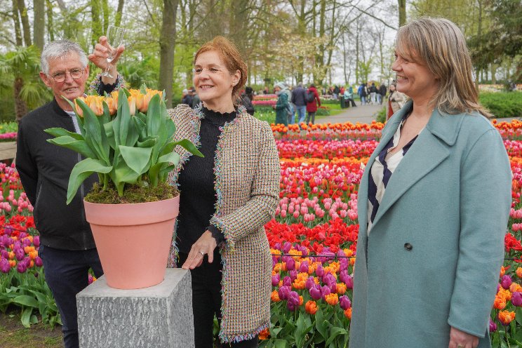 Tulipa King Charles III officieel gedoopt Tulipa King Charles III officieel gedoopt