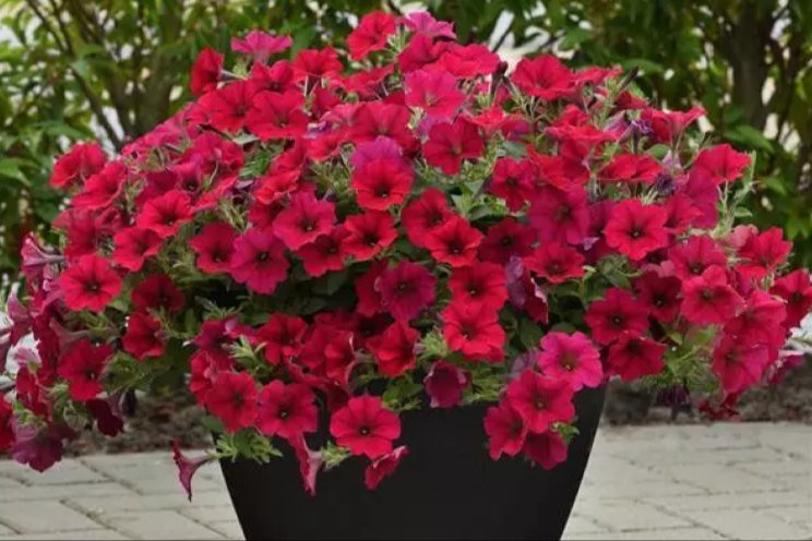 Jaar feest voor 30e verjaardag Wave petunia Jaar feest voor 30e verjaardag Wave petunia
