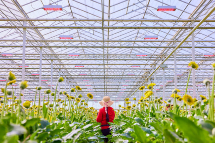 40% energiebesparing en hoger bloemgewicht 40% energiebesparing en hoger bloemgewicht