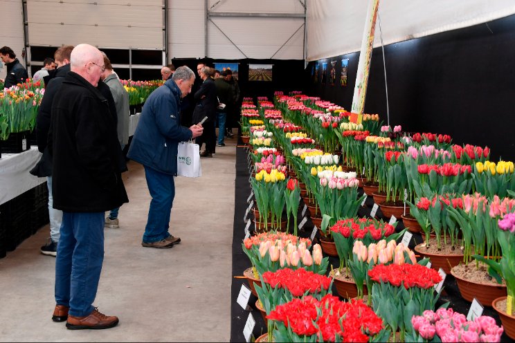 Flower Power: de kracht van de tulp! Flower Power: de kracht van de tulp!