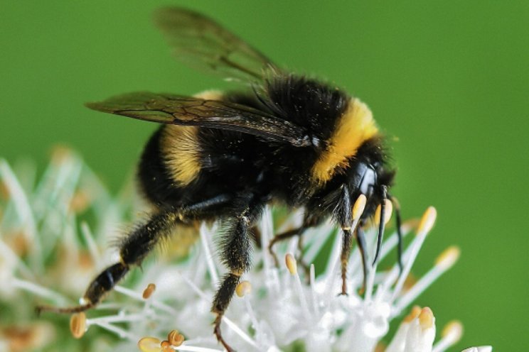 Welke prijs hangt aan verlies biodiversiteit? Welke prijs hangt aan verlies biodiversiteit?