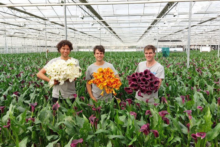 Kwekerijen vormen samen De Boer Calla Berkel Kwekerijen vormen samen De Boer Calla Berkel