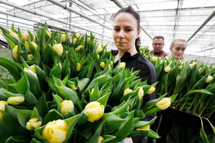 Dag van de Tulp maakt programma bekend Dag van de Tulp maakt programma bekend