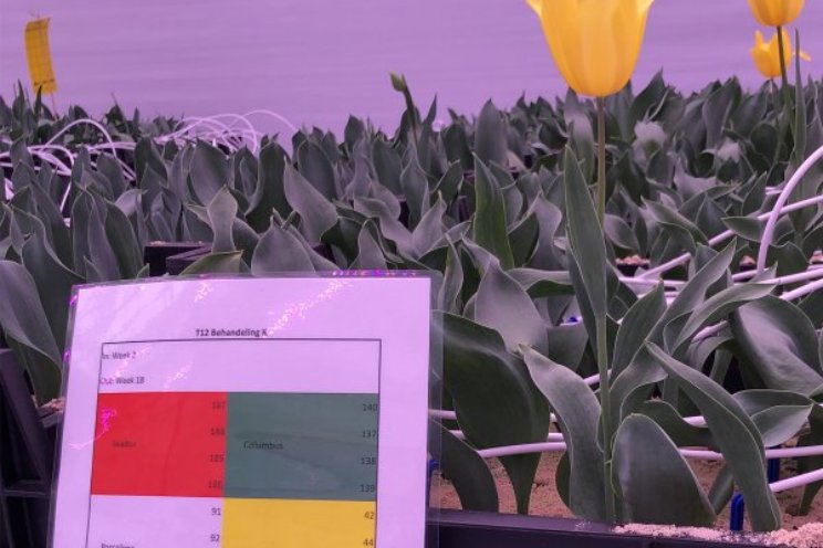 Samen werken aan toekomst bloembollensector Samen werken aan toekomst bloembollensector