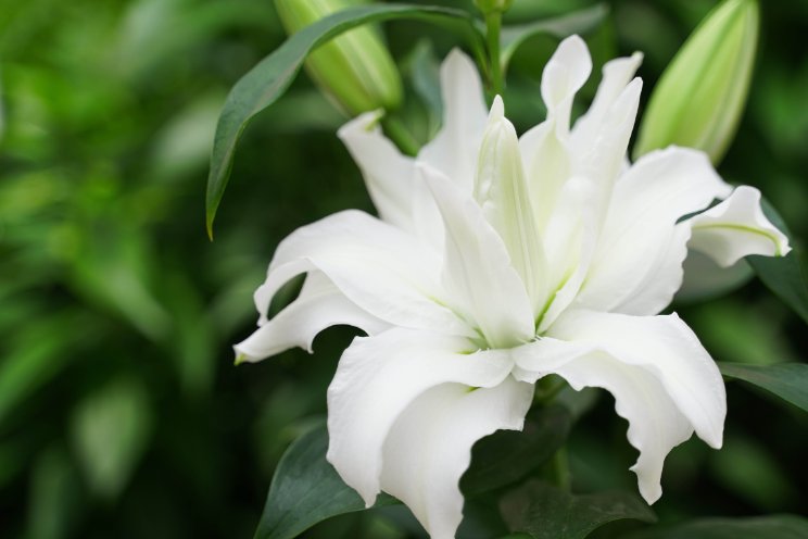 Decorum introduceert Roselily noviteiten Decorum introduceert Roselily noviteiten
