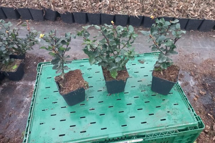 Gespot: Plantgoed