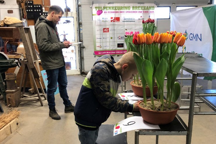 Kwaliteit van tulpen verbetert met de week Kwaliteit van tulpen verbetert met de week