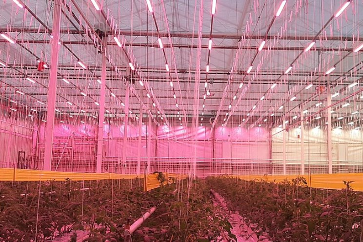 LED in groenteteelt vraagt andere aanpak dan SON-T LED in groenteteelt vraagt andere aanpak dan SON-T