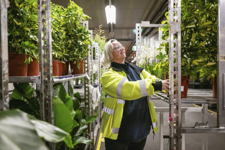 Plantengroepen Aalsmeer starten met orderpicken Plantengroepen Aalsmeer starten met orderpicken