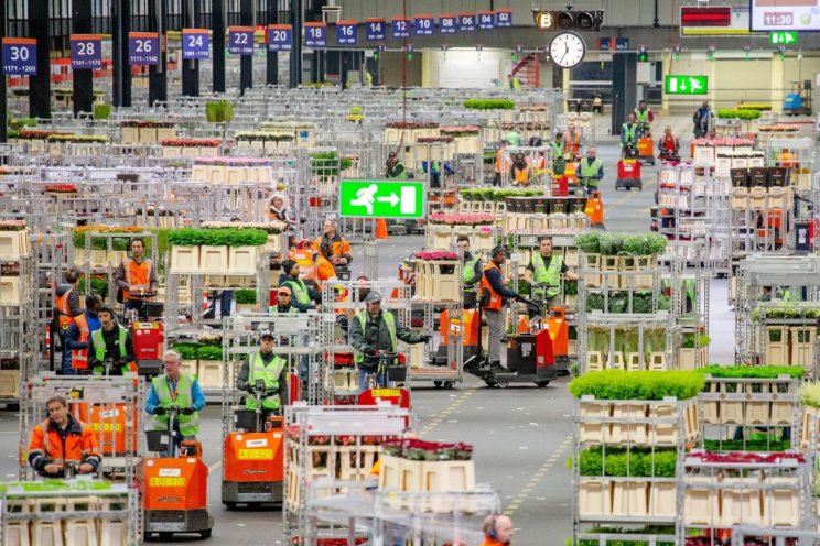 Sierteeltexport doet stapje terug in begin van 2024 Sierteeltexport doet stapje terug in begin van 2024