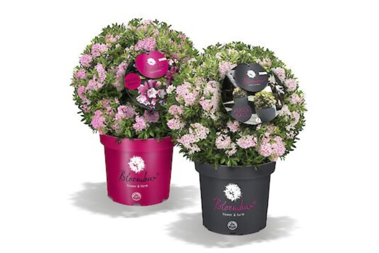 Bloombux is populair alternatief voor buxus Bloombux is populair alternatief voor buxus