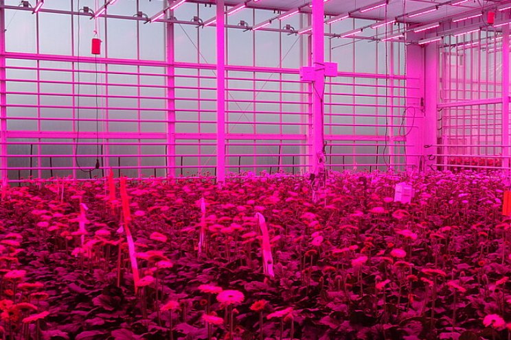 Monitoring Energie en Belichting in Gerbera