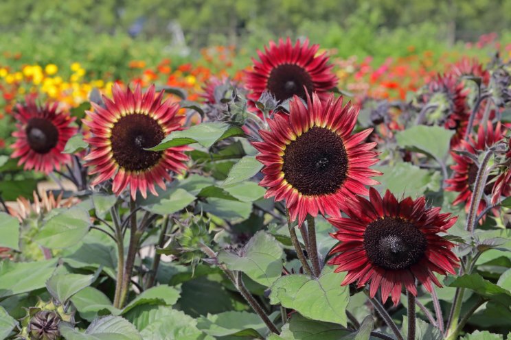 Jaar van Zonnebloem & Sla inspireerde tuiniers Jaar van Zonnebloem & Sla inspireerde tuiniers