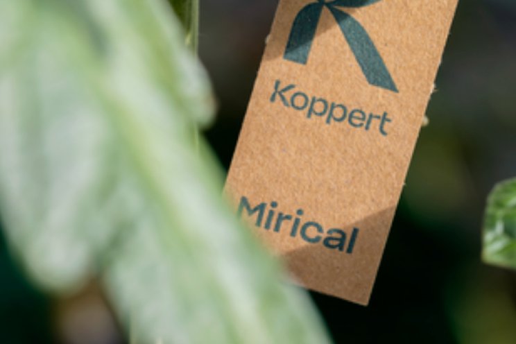 Morgen: Koppert Morgen: Koppert