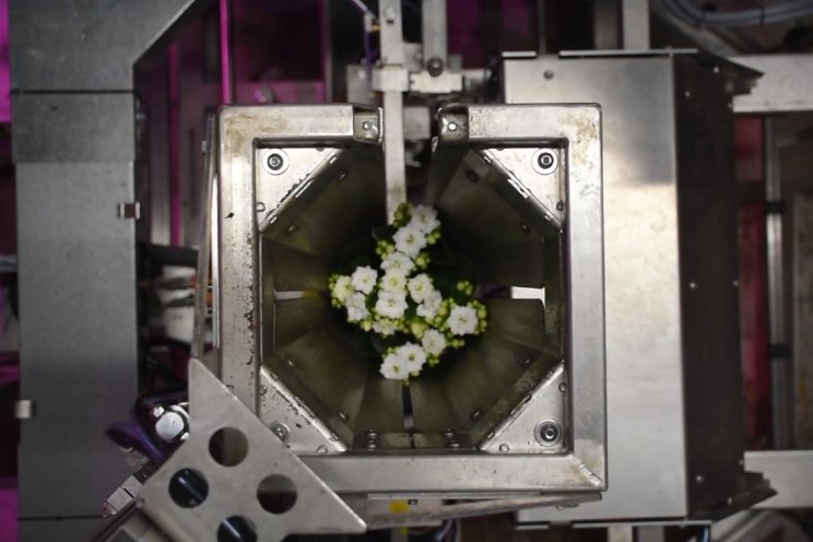 Robot Bosman Van Zaal verpakt potplanten Robot Bosman Van Zaal verpakt potplanten